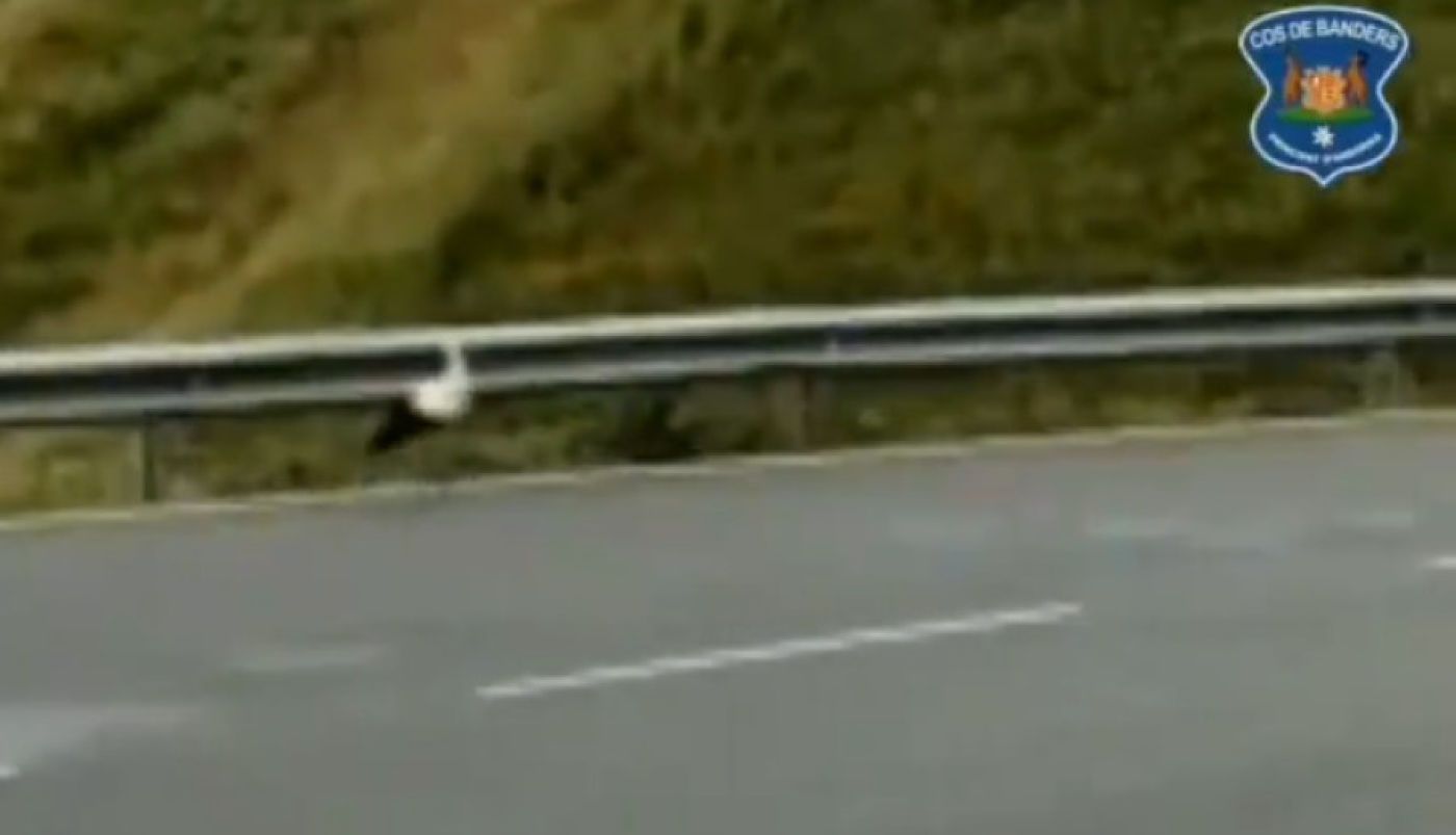 La cigonya s'ha pogut veure prop del Pas de la Casa.