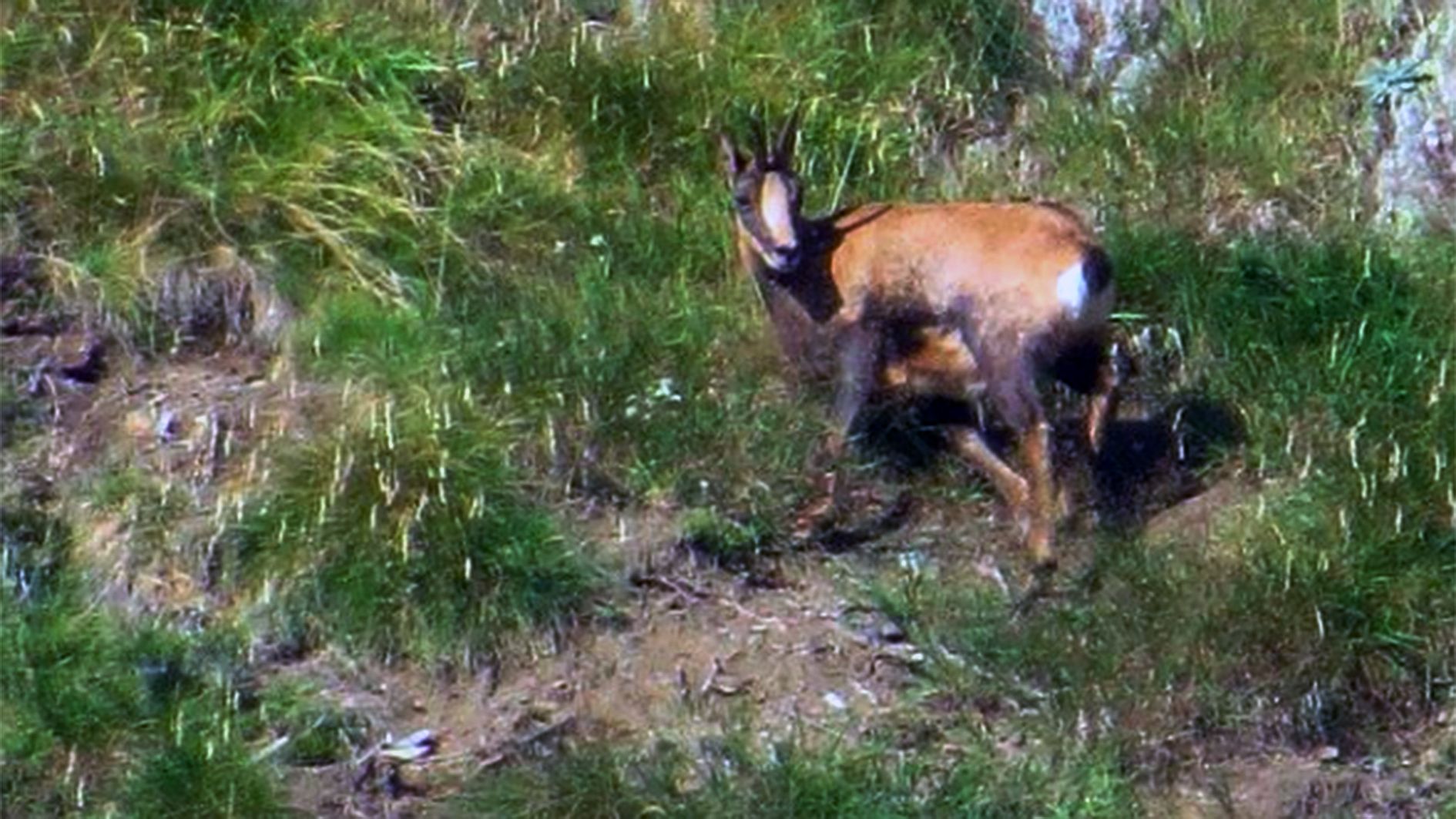 Isard vist per un caçador. Isard vist per un caçador.