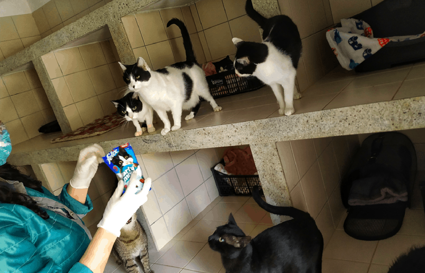 Laika gestiona la gatera oficial.