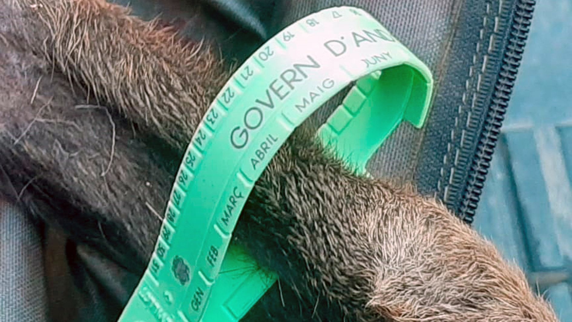 Una anella encerclant la pota d'un isard abatut.