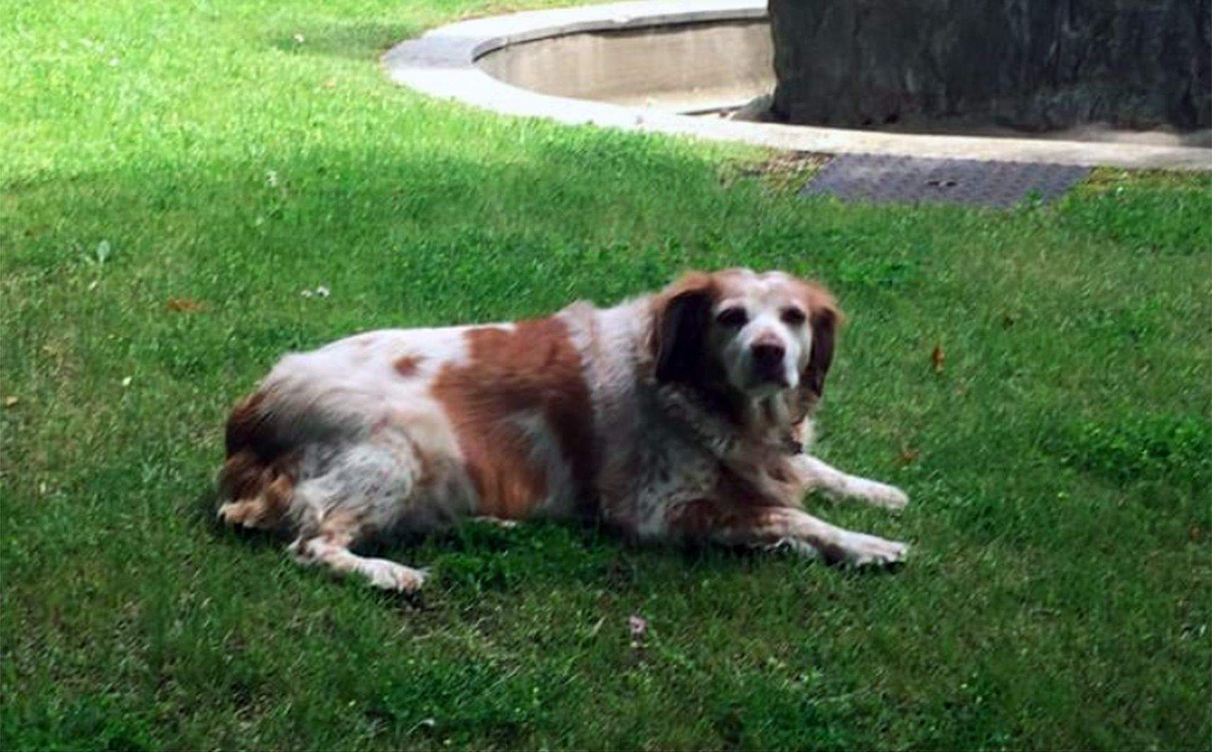 Una imatge de la Lluna, una bretona de 15 anys.