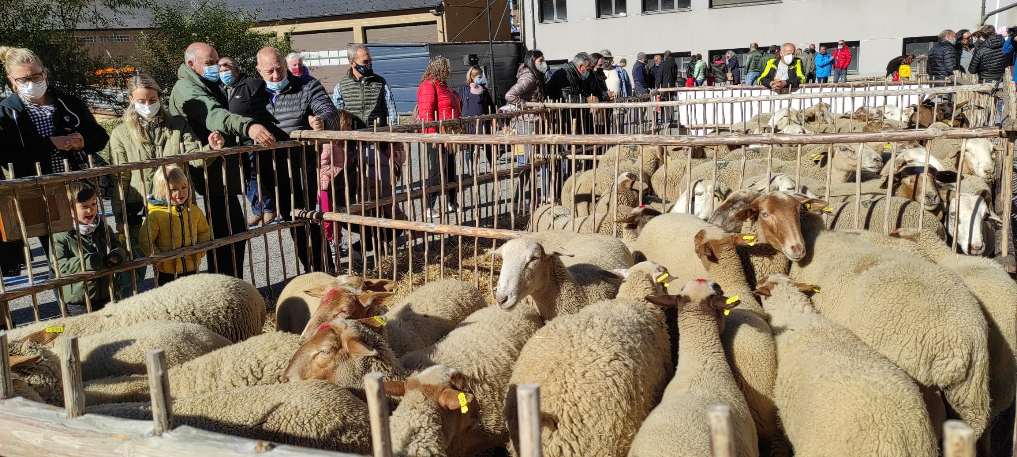 Explotacions ovines a la fira del bestiar.