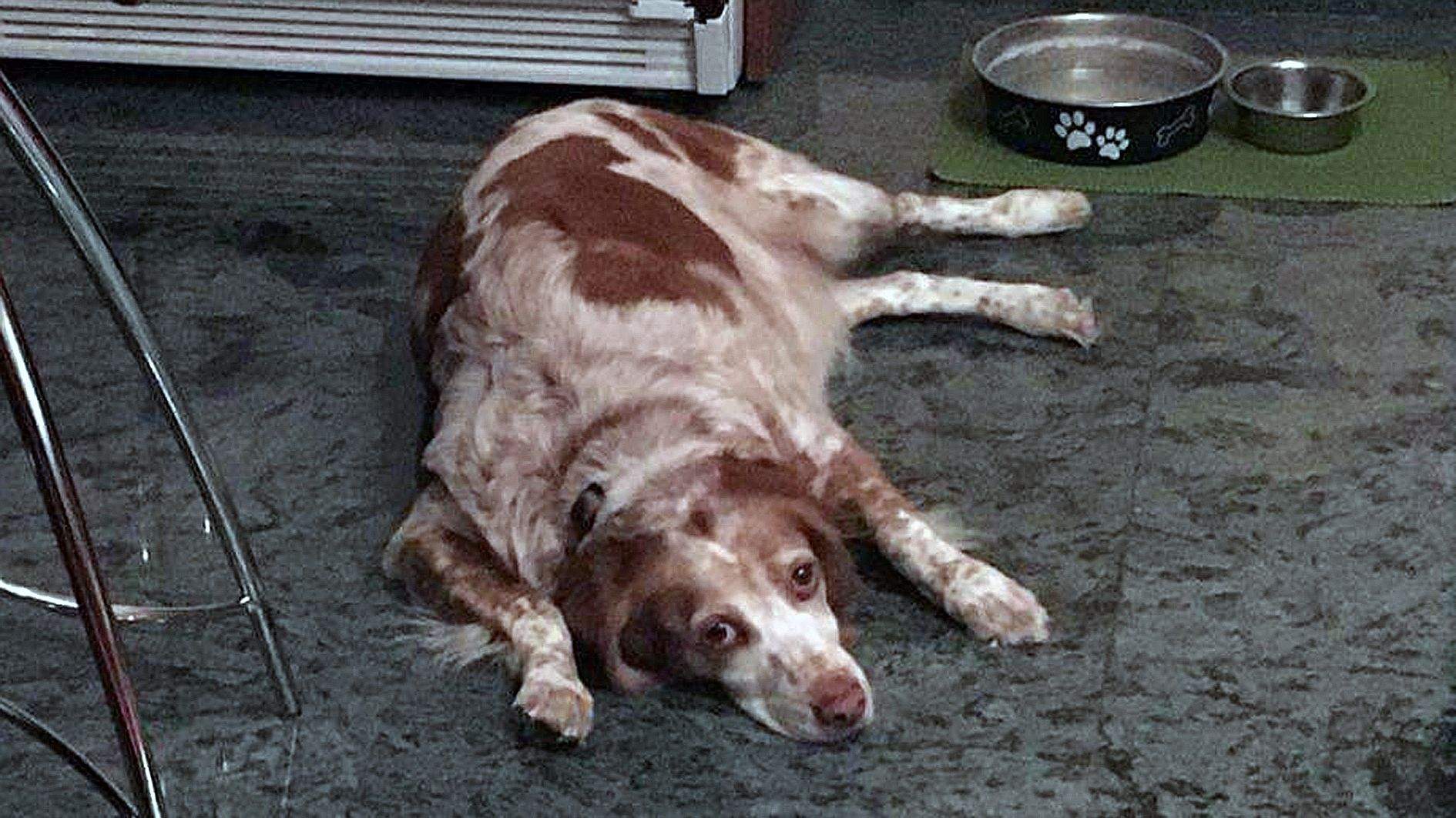 Una imatge de la Lluna.