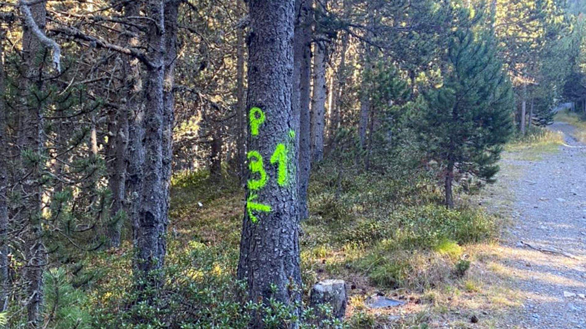 Senyalitzacions en un dels arbres en la zona on ha de passar la nova línia.