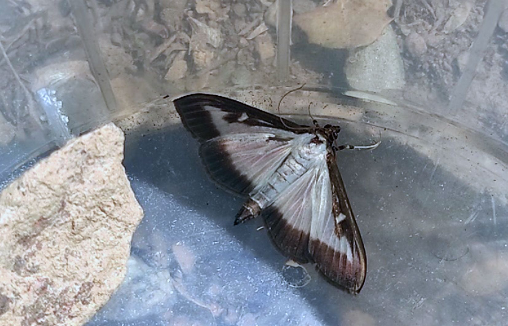 Una papallona capturada a Fontaneda.