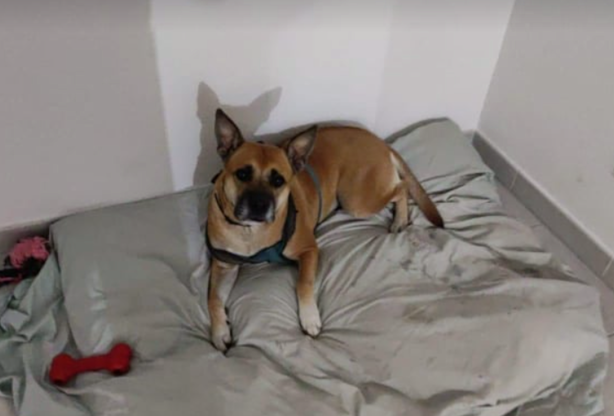 La Nola va acabar apareixent.