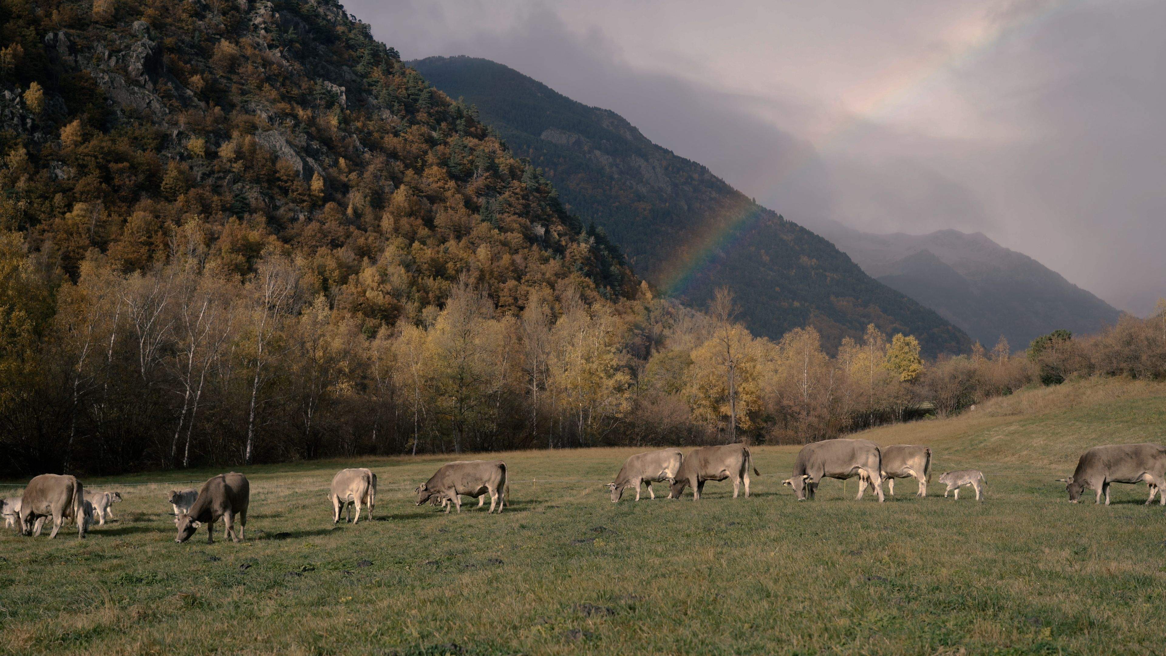 Un ramat de vaques pasturant a la parròquia d'Ordino. 