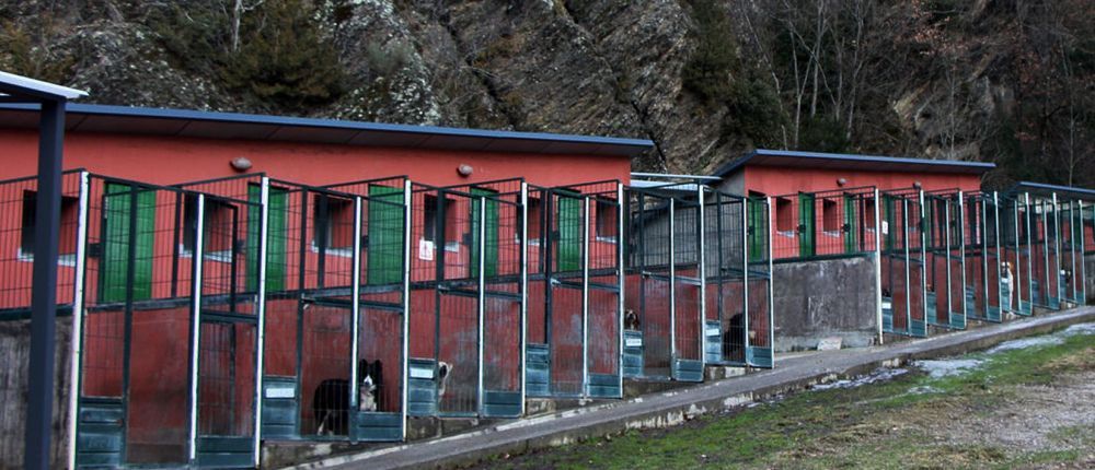 Una imatge de la gossera.