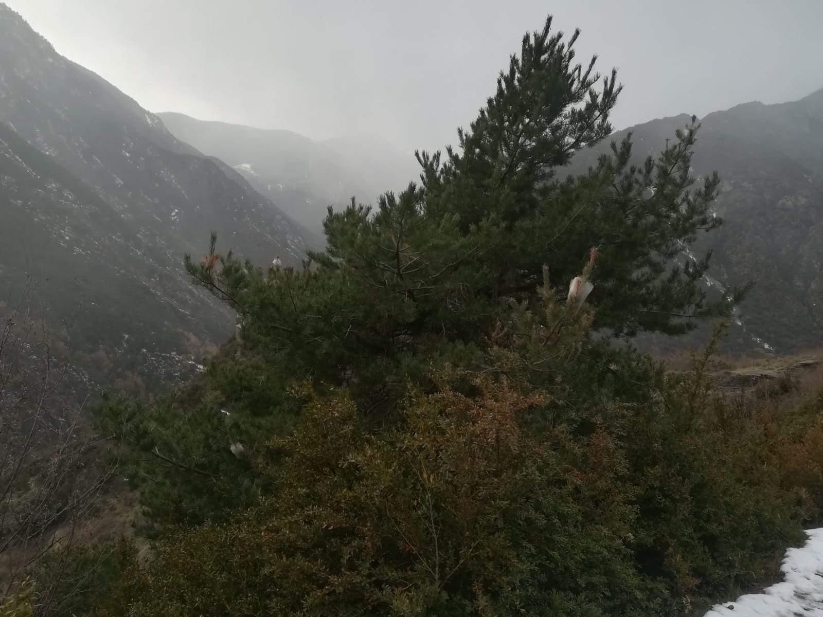 Processionària en el camí de Sant Martí, al costat de la Font Roja el dijous 2 de desembre.