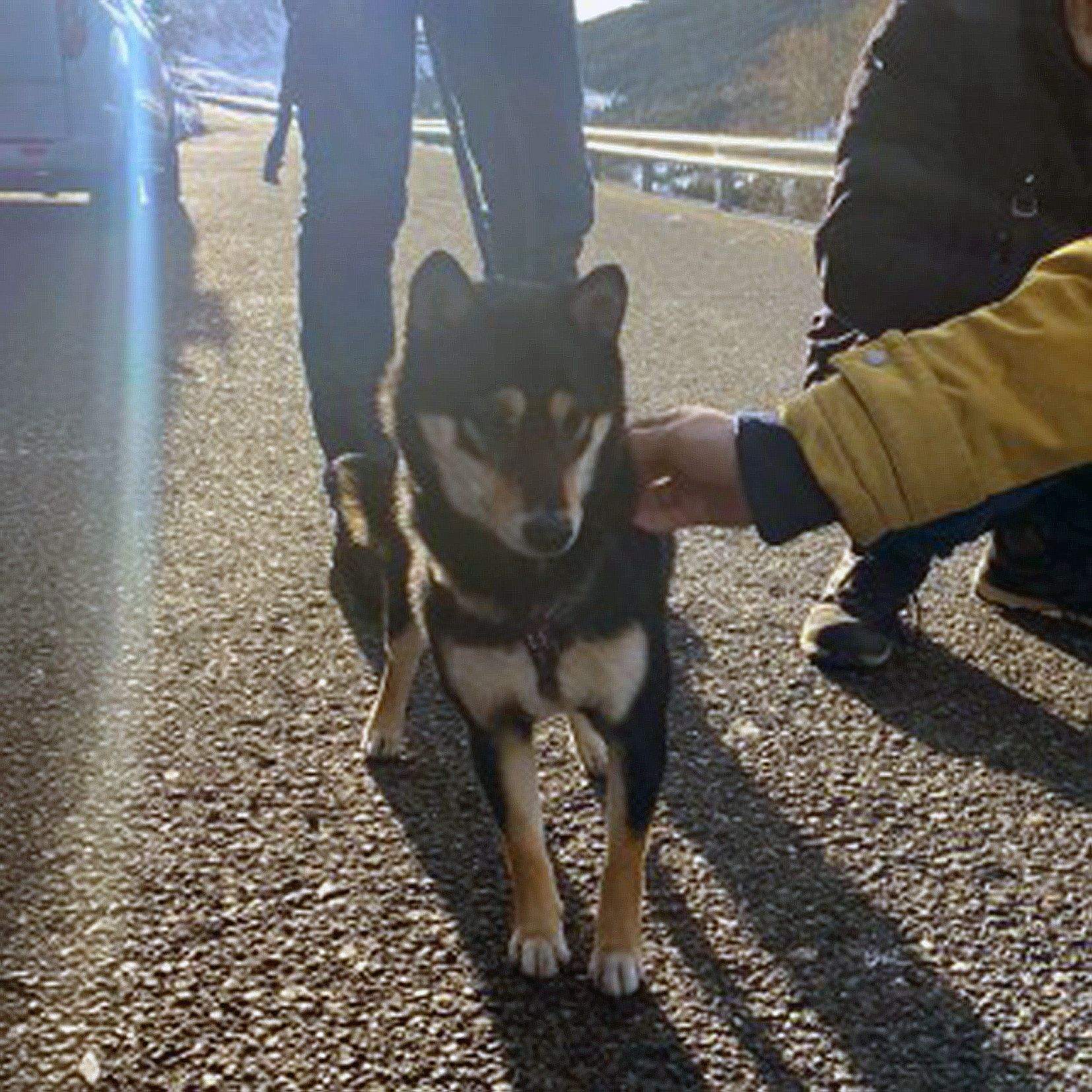 La gossa en ser localitzada.