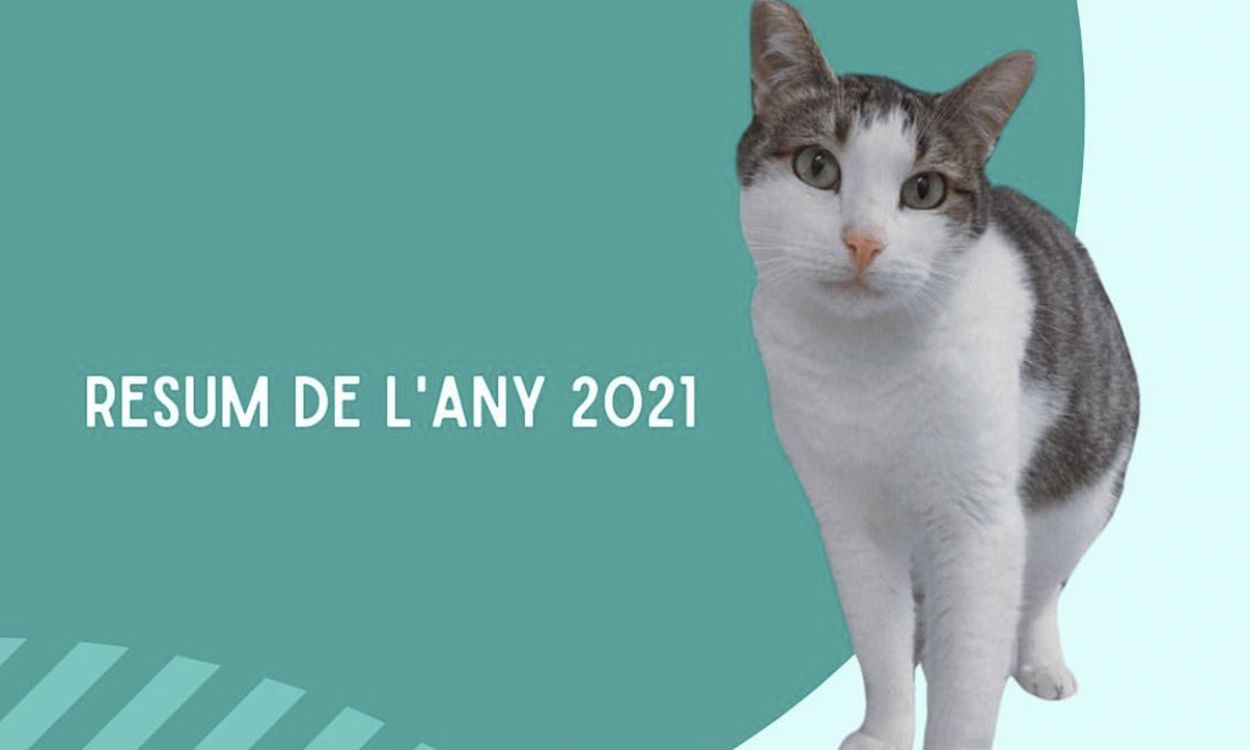 Resum de l'any 2021 de l'activitat de Laika.