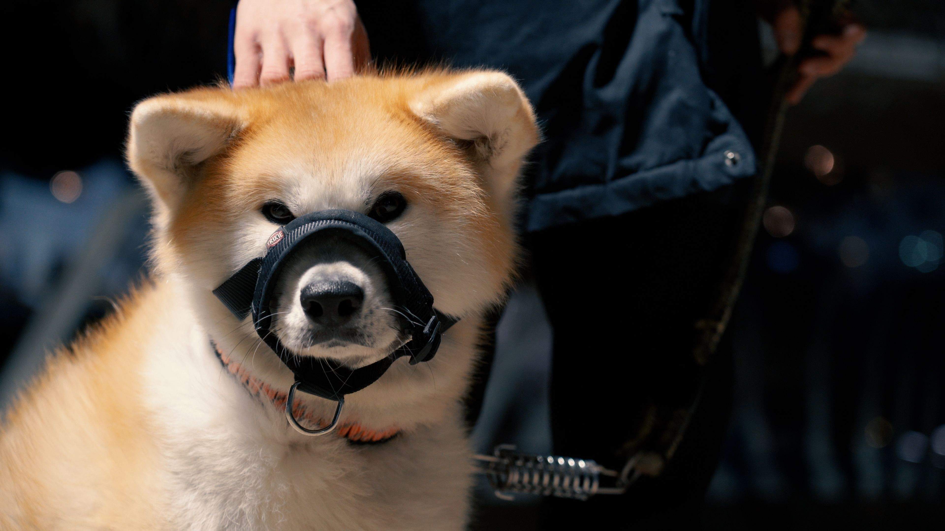 Un gos de raça Akita inu considerada potencialment perillosa. 