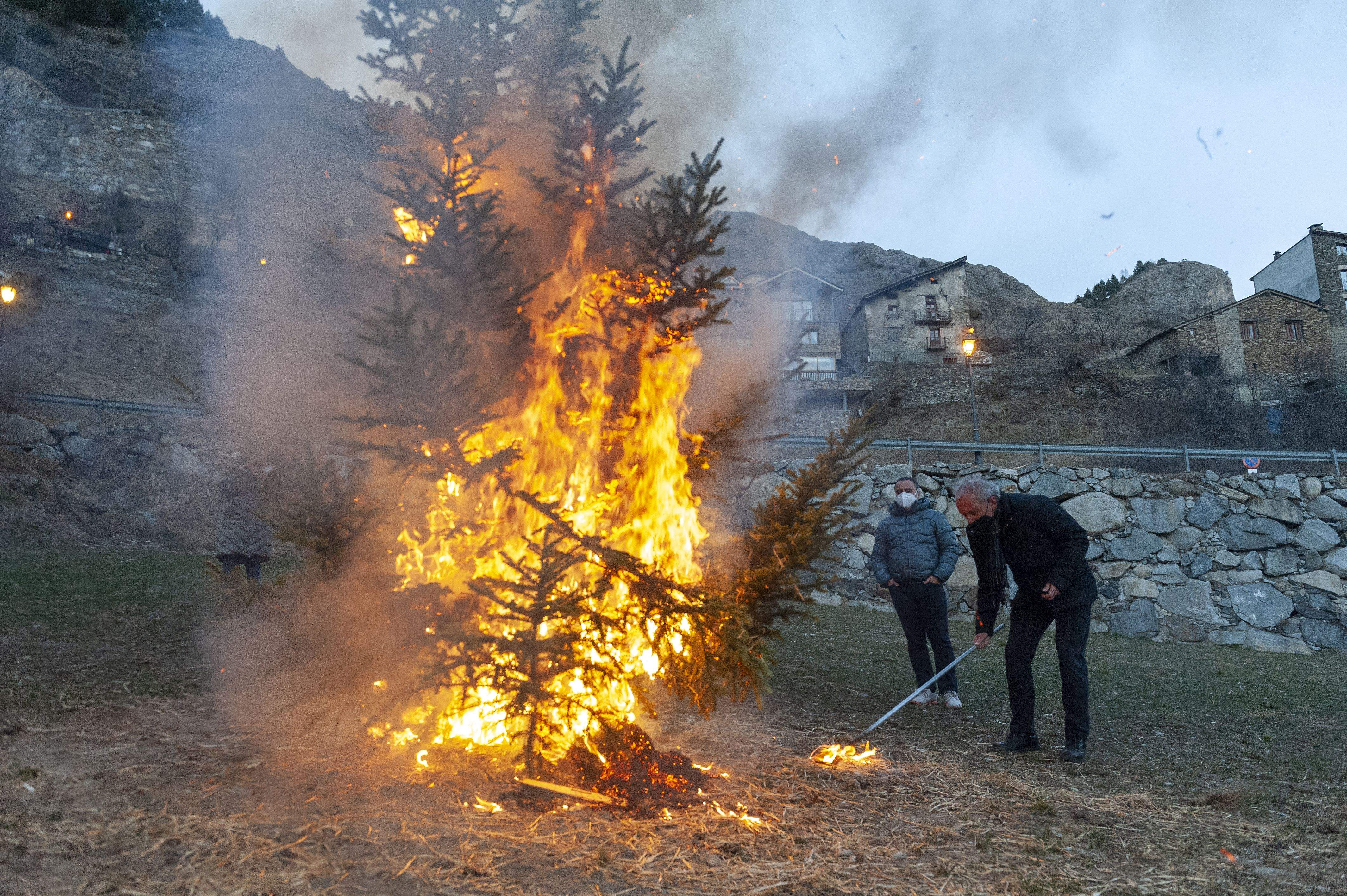 El pi a la Crema del Mai, a Canillo.