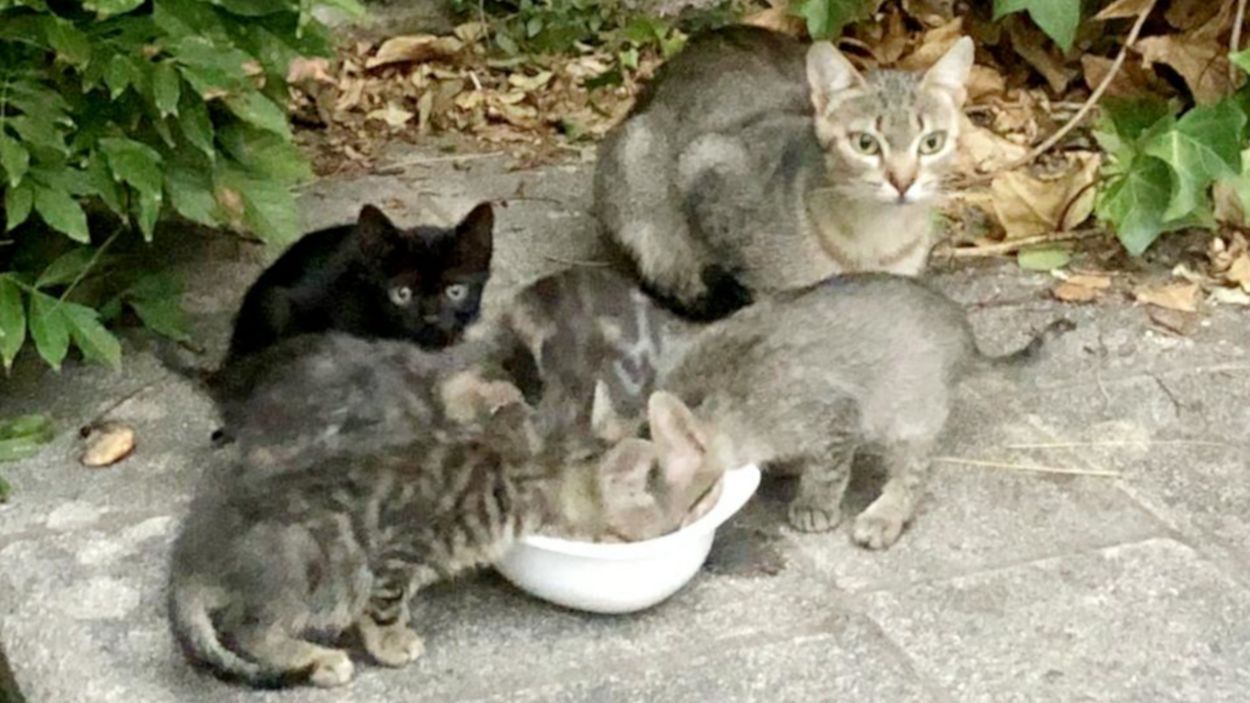 Una colònia de gats, aprofitant per beure i menjar.