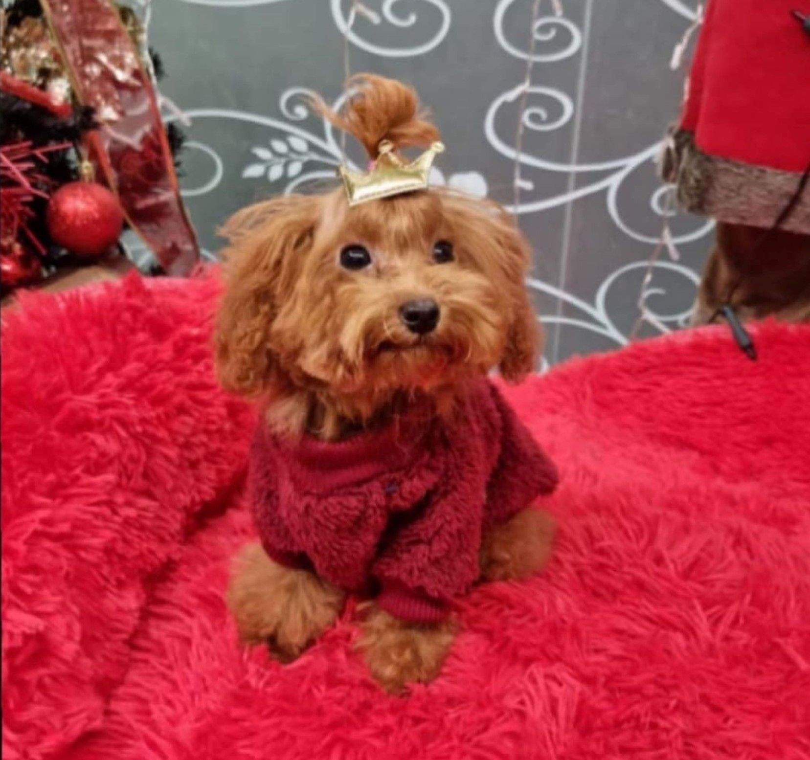 Petra, la gossa desapareguda.