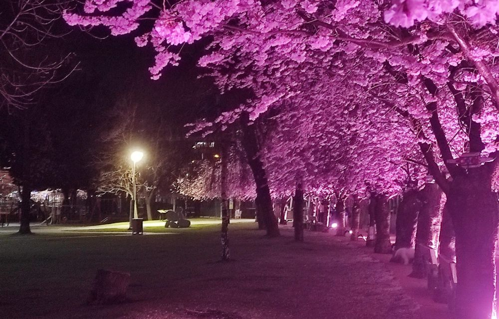 El rosat de la flora del cirer constrasta amb el verd del parc tot i que sigui de nit.