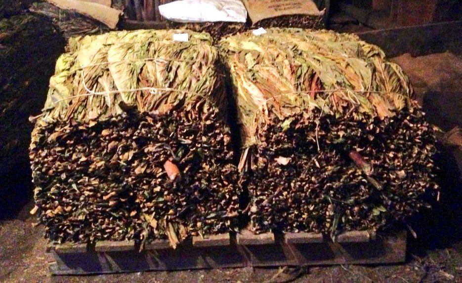 El tabac recol·lectat en una plantació de Canillo