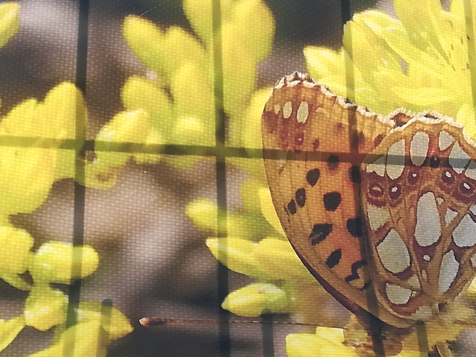 Una de les fotografies exposades.