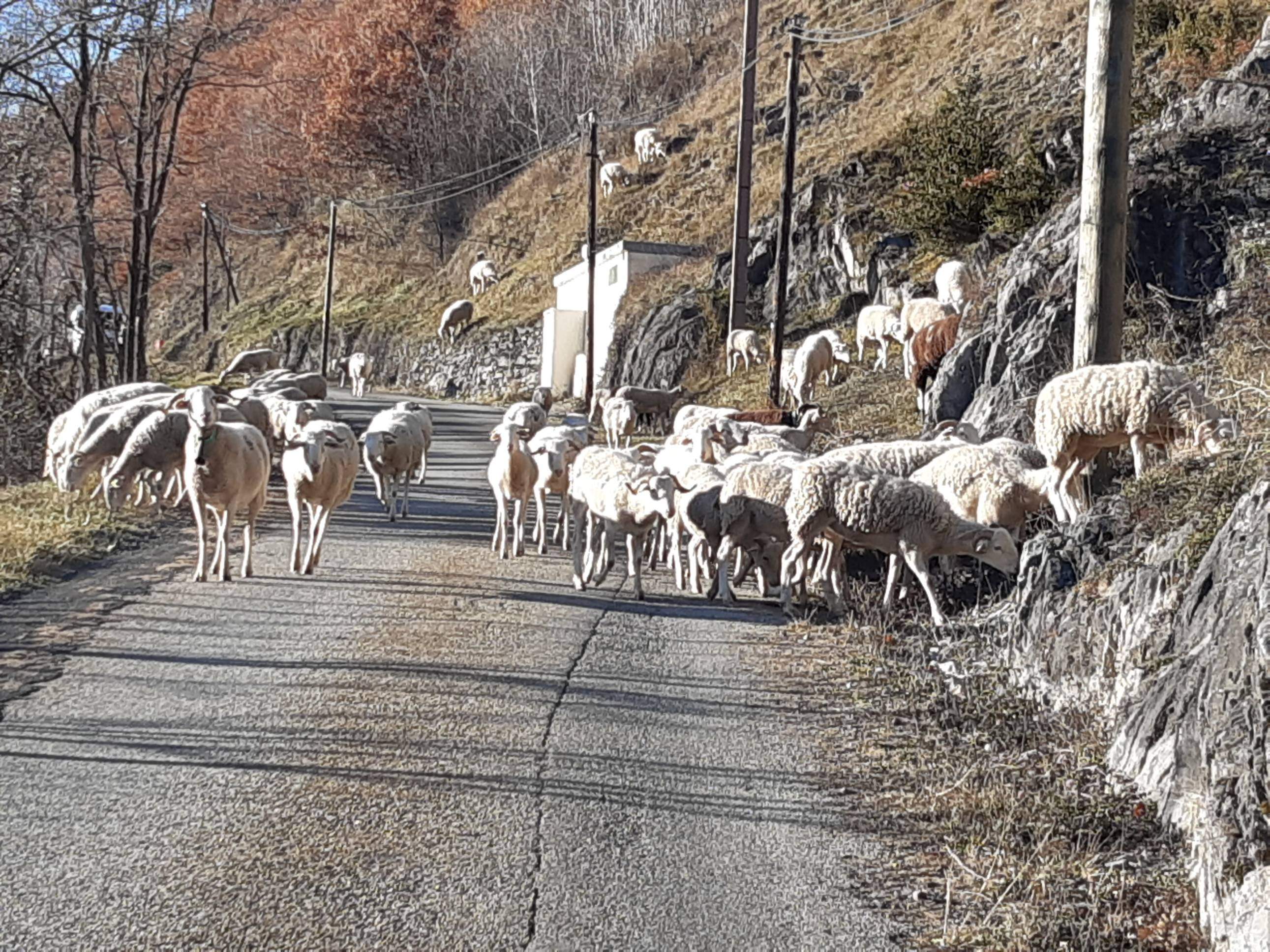 Bestiar oví i caprí al final de la carretera asfaltada que inicia el camí des d'Auzat cap a Andorra.